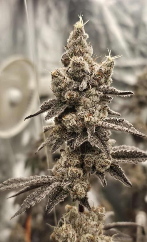 Trich Beast (Solfire Gardens). Week 16