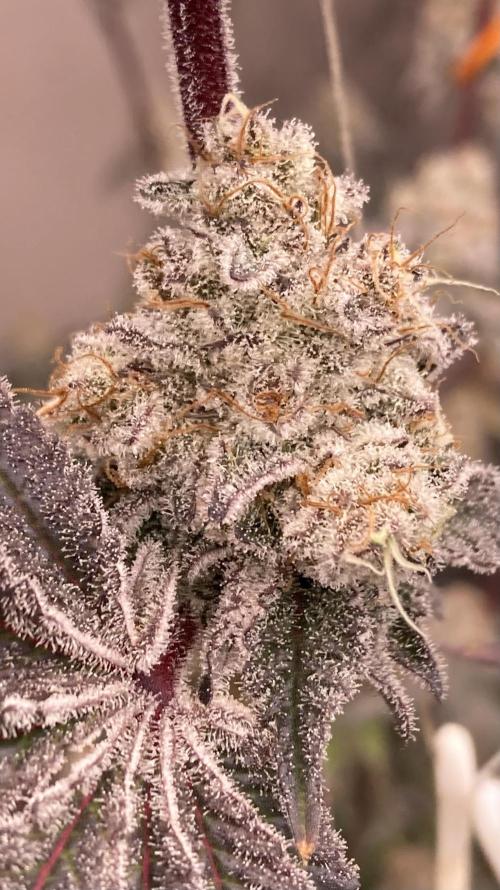 Trich Beast (Solfire Gardens). Week 16