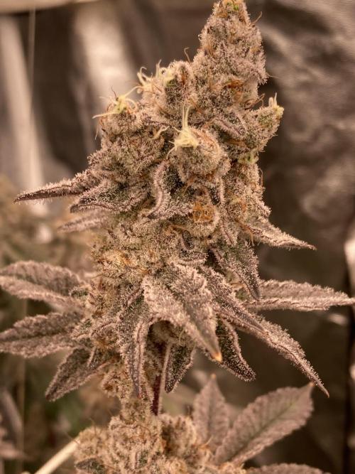 Trich Beast (Solfire Gardens). Week 16