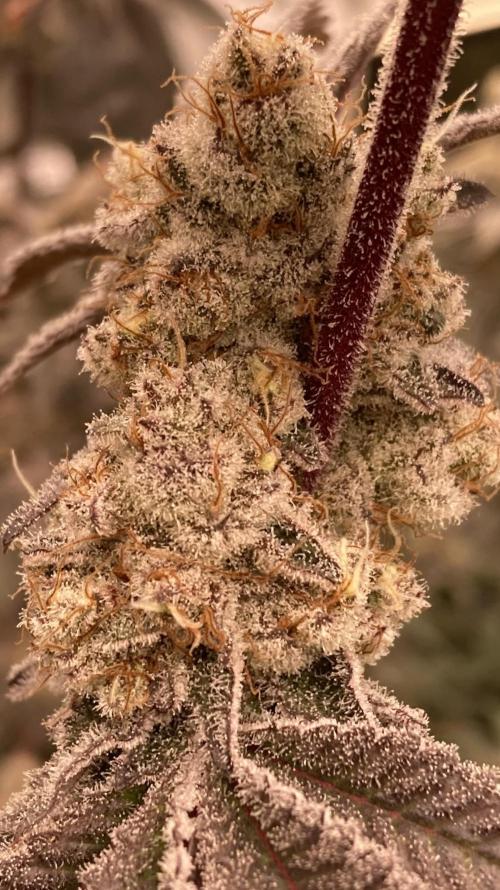 Trich Beast (Solfire Gardens). Week 16