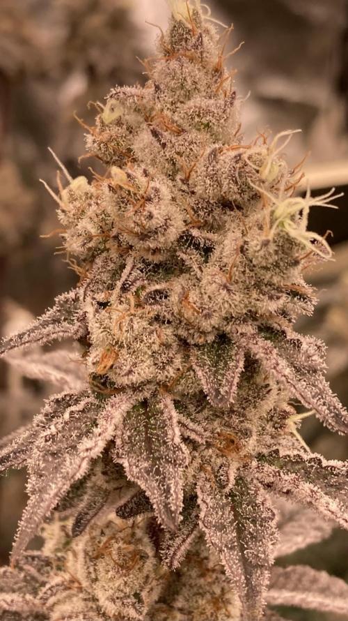 Trich Beast (Solfire Gardens). Week 16