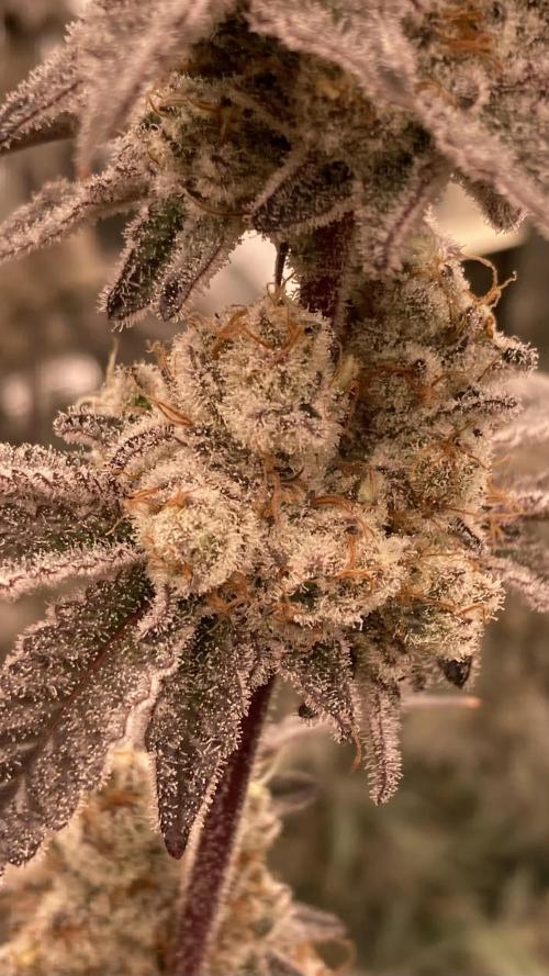 Trich Beast (Solfire Gardens). Week 16