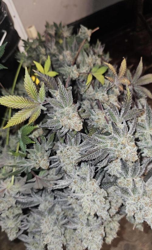 Trich Beast (Solfire Gardens). Week 16