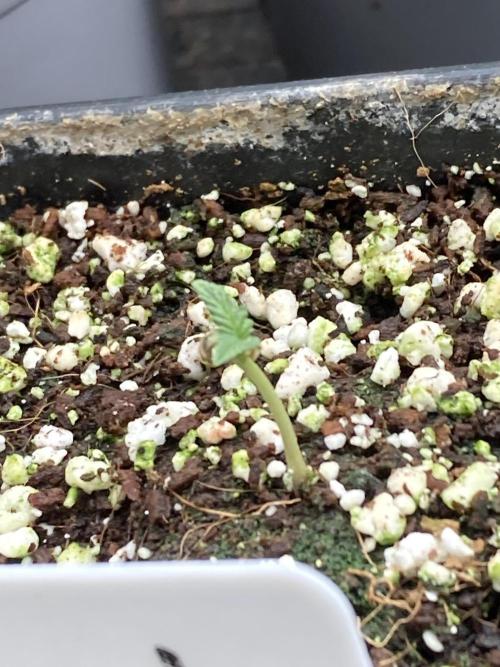 Black Rainbow. Week 3
