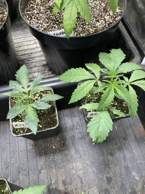 Atomic Jelly (In House Genetics). Week 3
