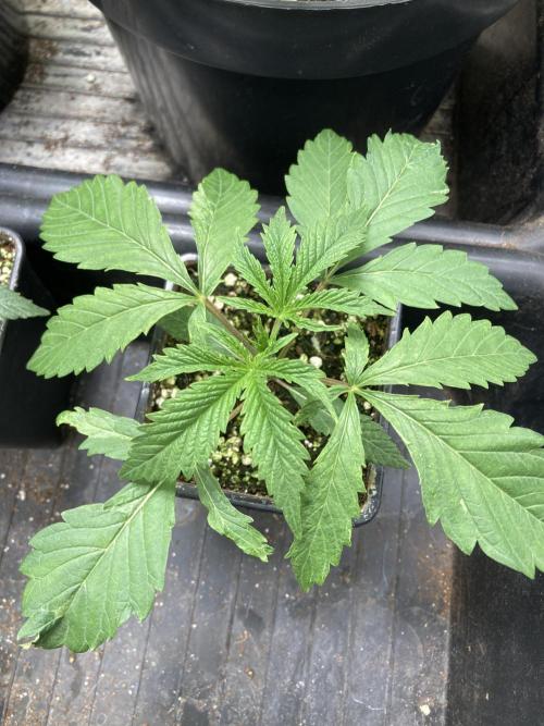 Atomic Jelly (In House Genetics). Week 3