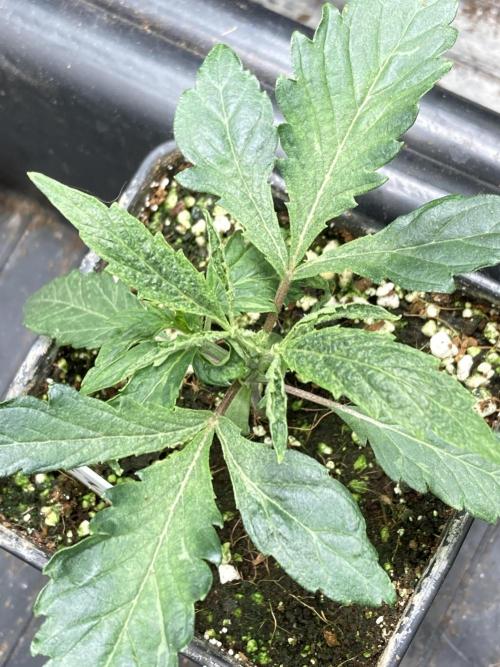 Atomic Jelly (In House Genetics). Week 3