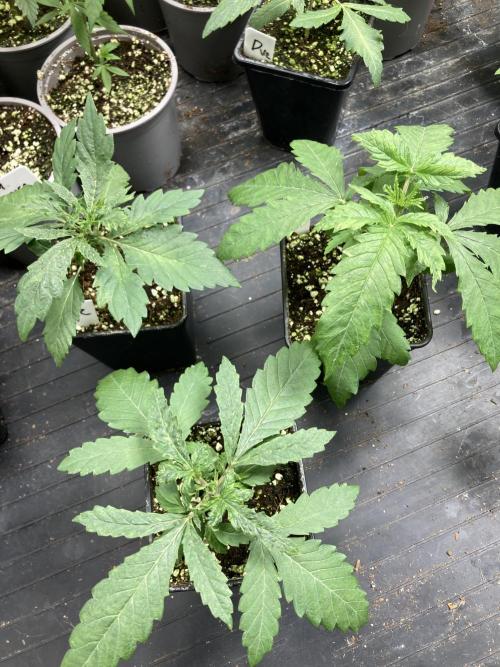 White Rhino (Green House Seeds). Week 3