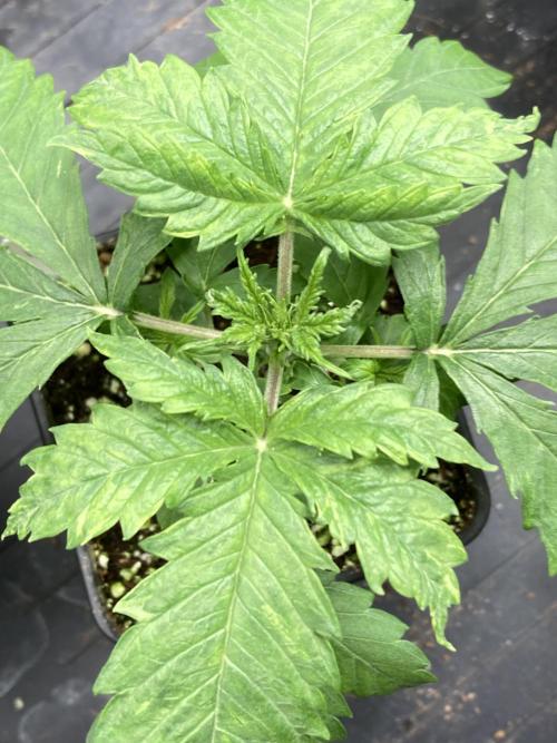 White Rhino (Green House Seeds). Week 3
