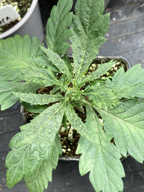 White Rhino (Green House Seeds). Week 3