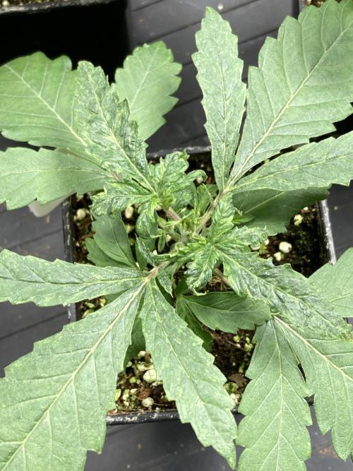 White Rhino (Green House Seeds). Week 3