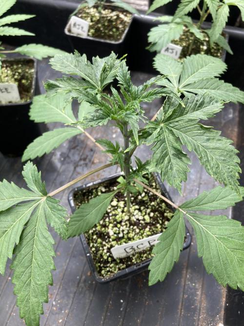 BlackCherry Punch (In House Genetics). Week 3
