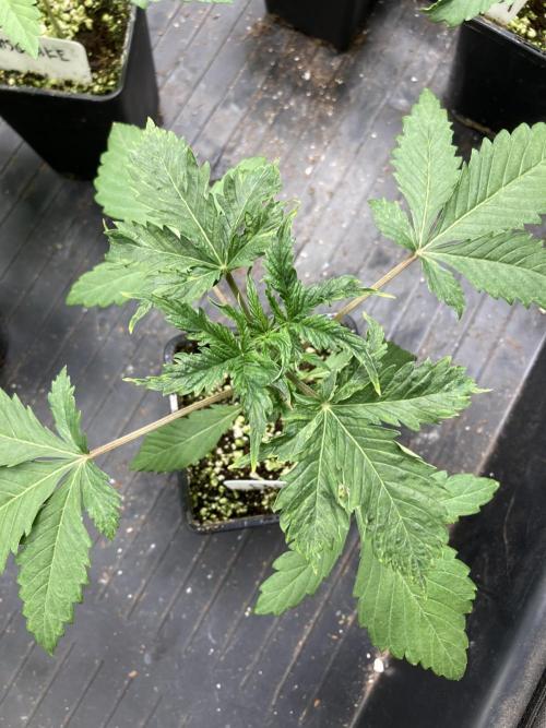 BlackCherry Punch (In House Genetics). Week 3