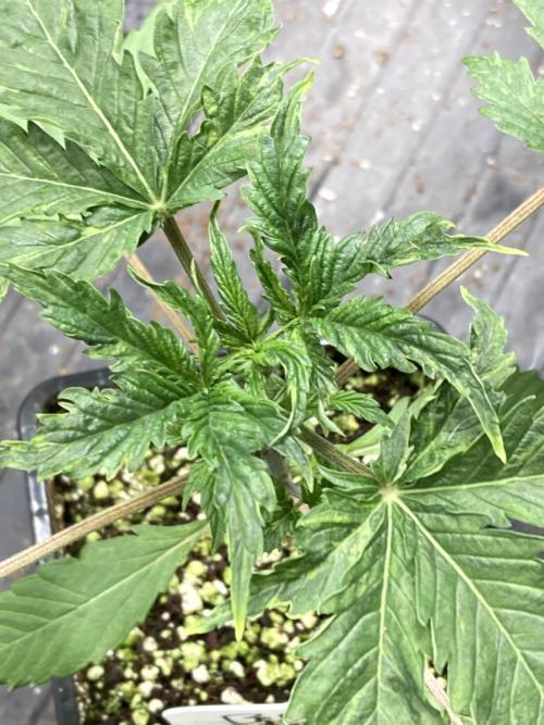 Black Cherry Punch. Week 3