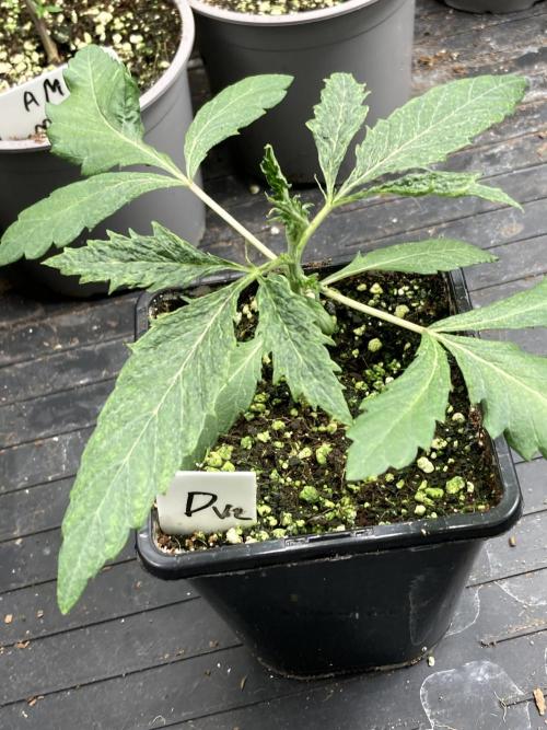 Do-lato V2 (In House Genetics). Week 3