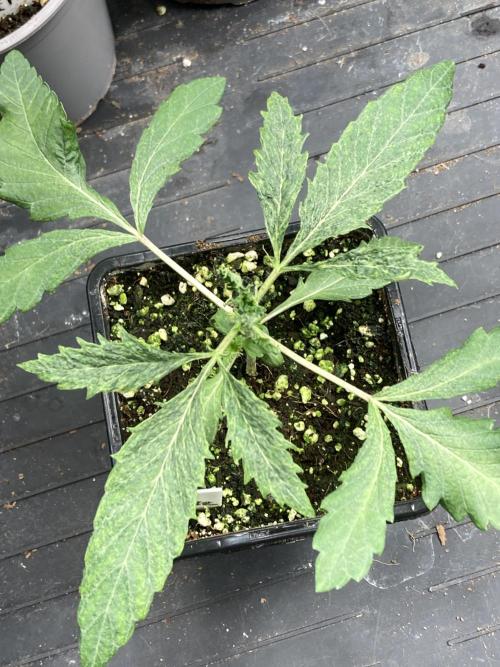 Do-lato V2 (In House Genetics). Week 3