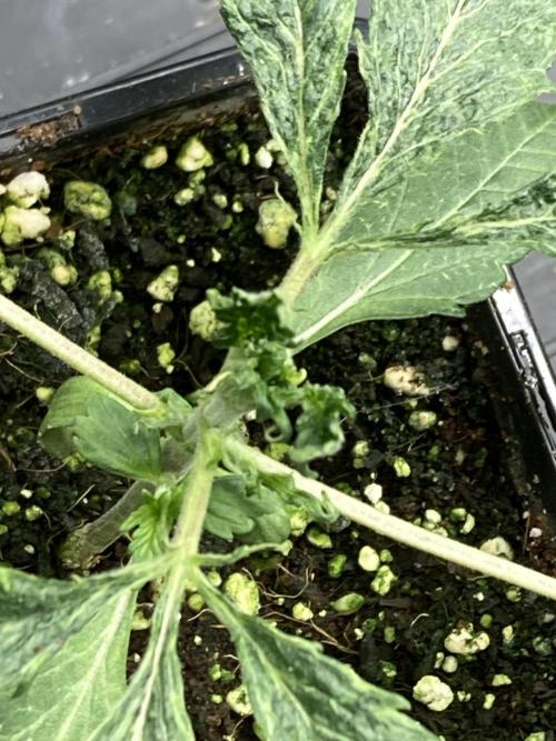 Do-lato V2 (In House Genetics). Week 3