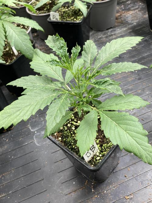 Jelly Breath S1. Week 3