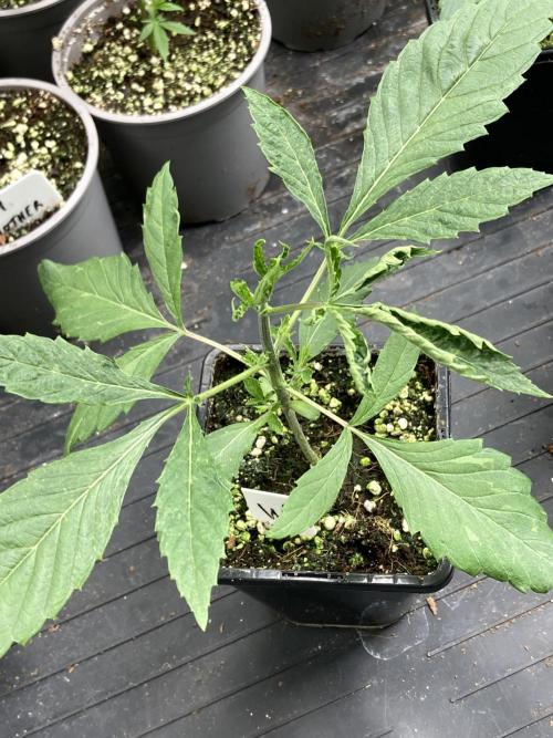 Windu (Wizard Trees). Week 3