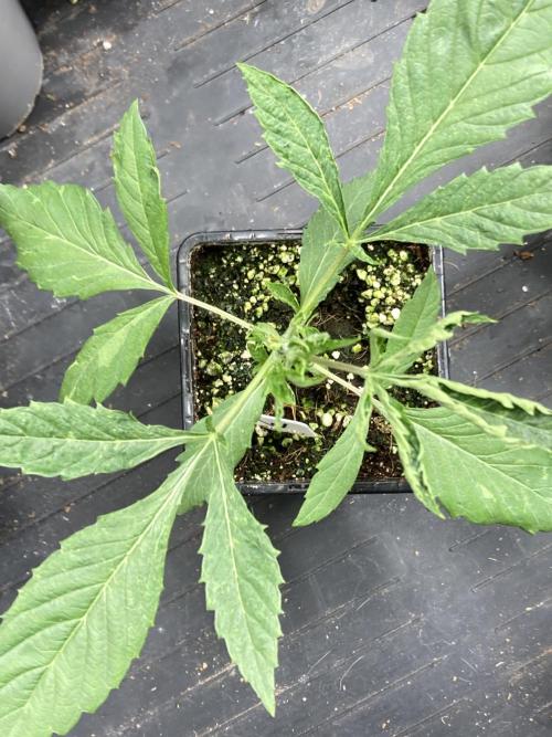 Windu (Wizard Trees). Week 3