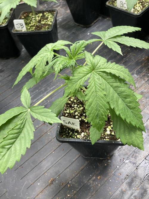 Strawberry Ak (Serious Seeds). Week 3