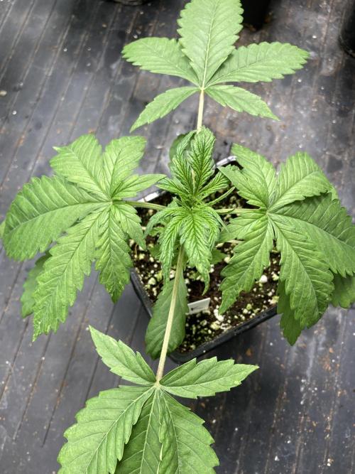 Strawberry Ak (Serious Seeds). Week 3