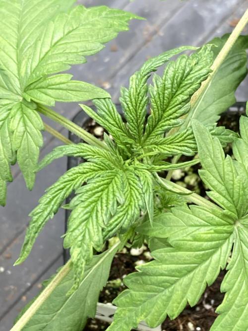 Strawberry AK. Week 3