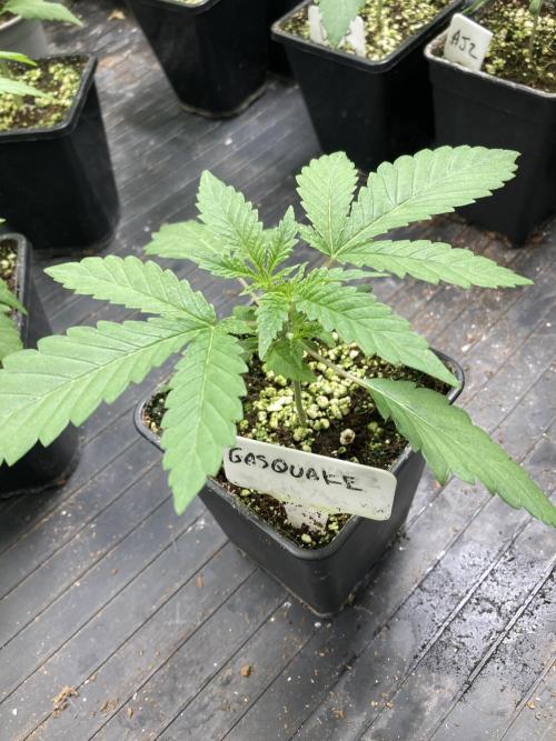 GasQuake (In House Genetics). Week 3