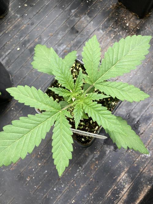 GasQuake (In House Genetics). Week 3