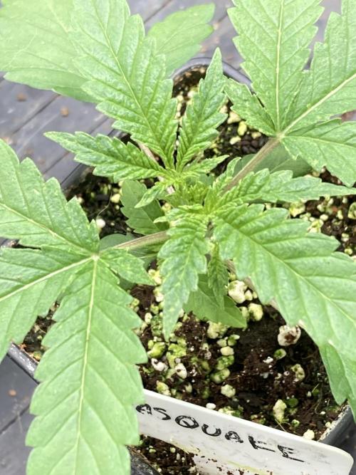 GasQuake (In House Genetics). Week 3