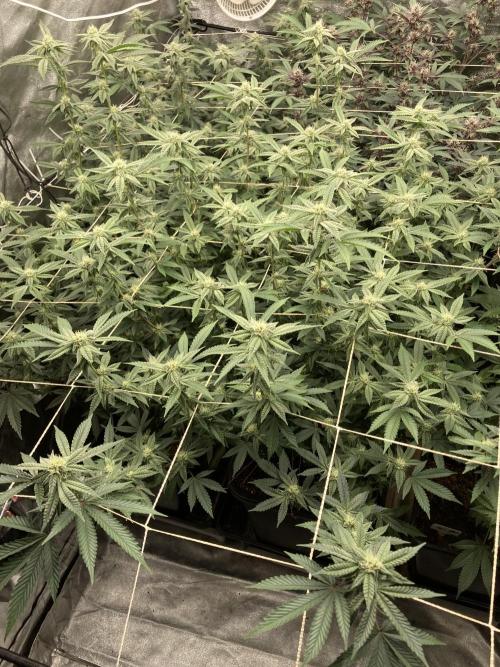 Zoy Sauce Clones (My Cut). Week 5