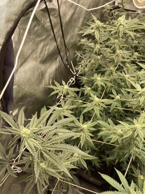 Zoy Sauce Clones (My Cut). Week 5