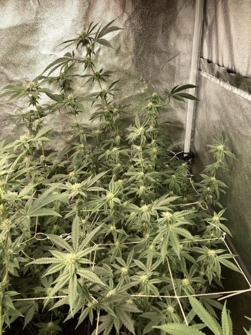 Zoy Sauce Clones (My Cut). Week 5