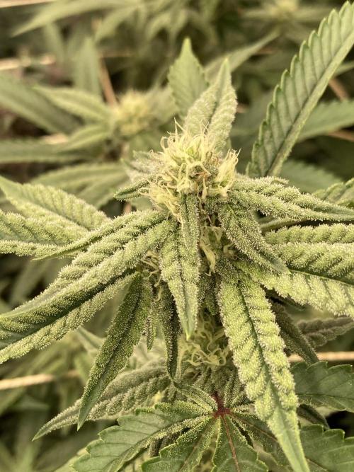 Zoy Sauce Clones (My Cut). Week 5