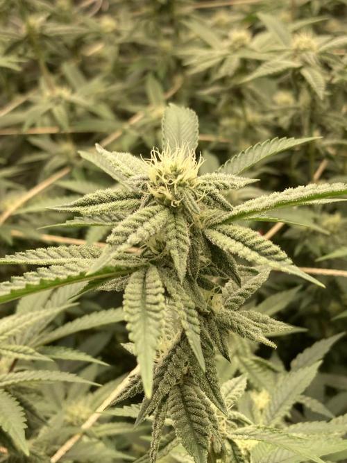 Zoy Sauce Clones (My Cut). Week 5