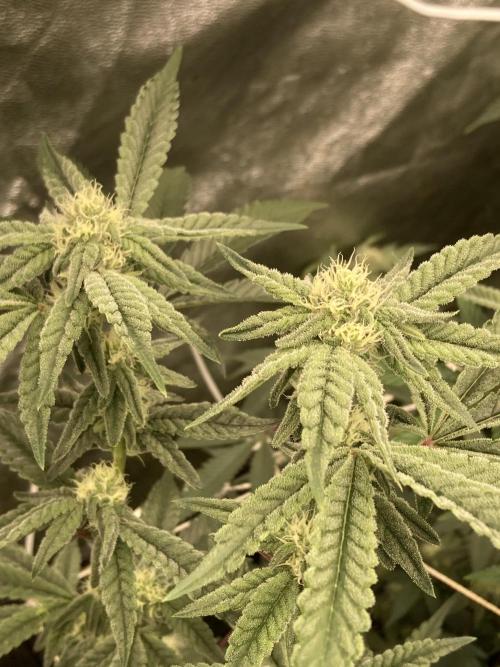 Zoy Sauce Clones (My Cut). Week 5