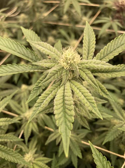 Zoy Sauce Clones (My Cut). Week 5