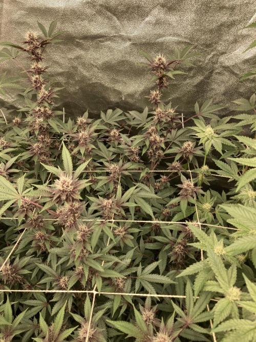 CN#6 aka Poras Purple (Relentless). Week 5