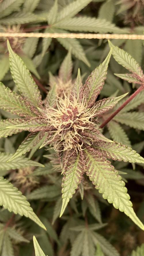 CN#6 aka Poras Purple (Relentless). Week 5