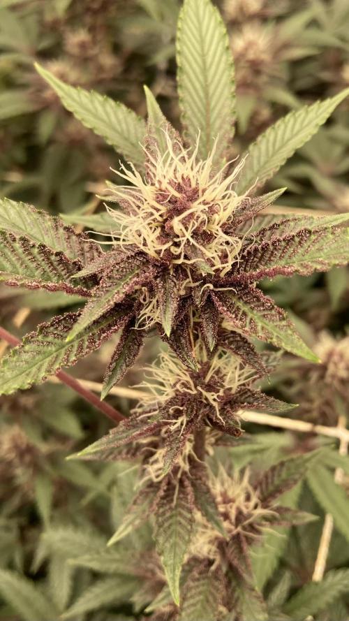 CN#6 aka Poras Purple (Relentless). Week 5