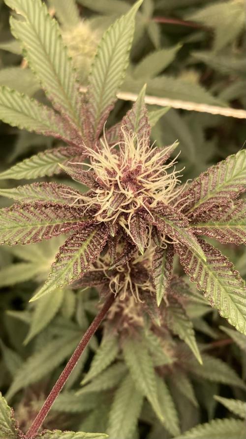 CN#6 aka Poras Purple (Relentless). Week 5