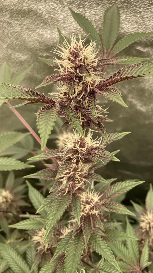 CN#6 aka Poras Purple (Relentless). Week 5