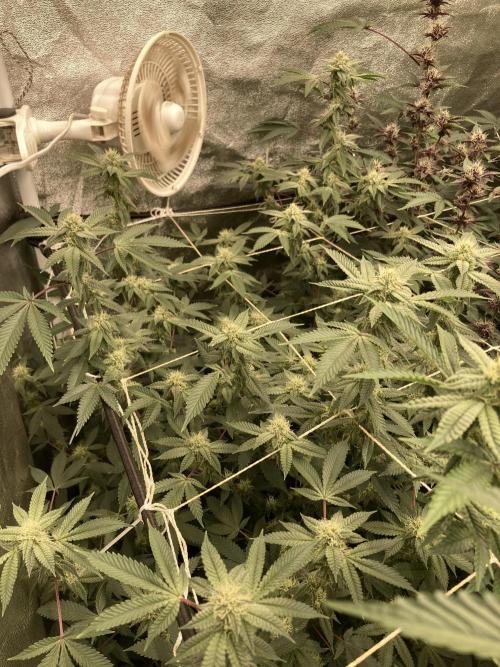 CN#2 (Relentless Genetics). Week 5