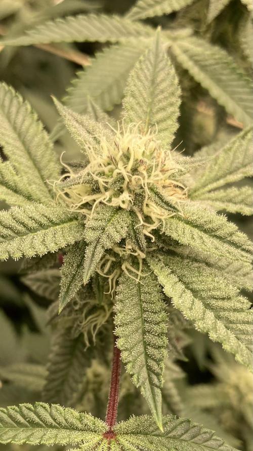 CN#2 (Relentless Genetics). Week 5