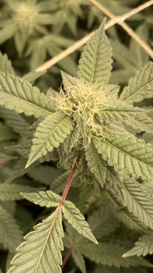 CN#2 (Relentless Genetics). Week 5