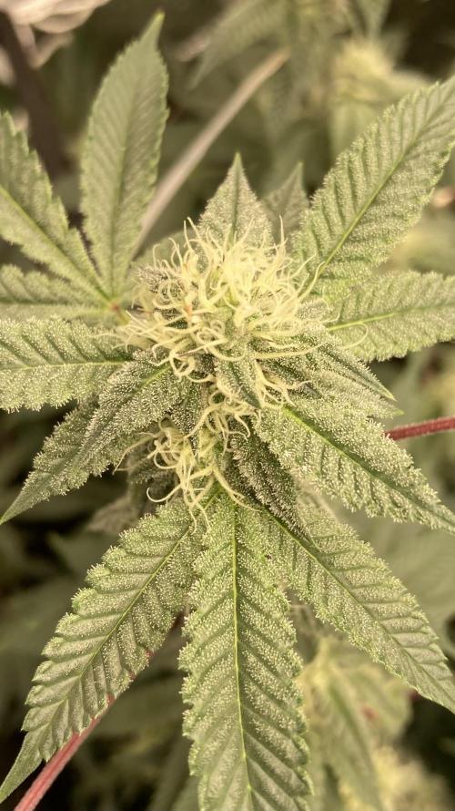 CN#2 (Relentless Genetics). Week 5
