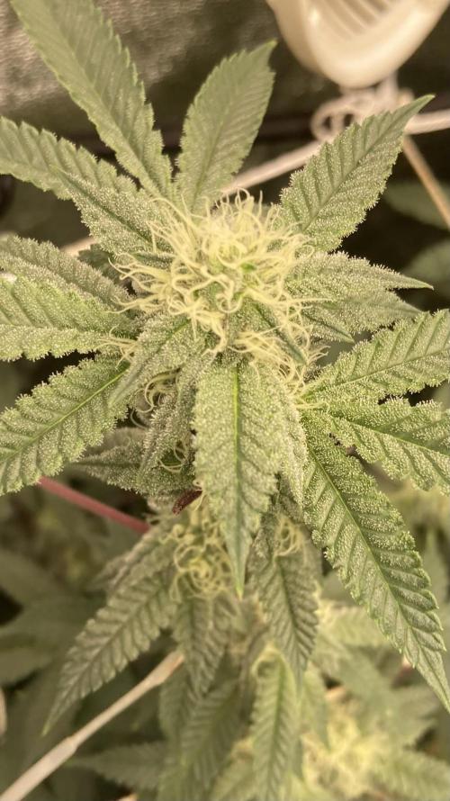CN#2 (Relentless Genetics). Week 5