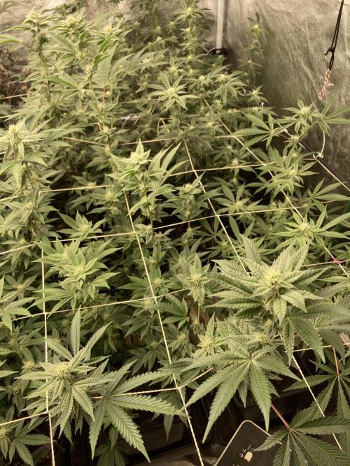 All Starz Clone (LIT Farms). Week 5