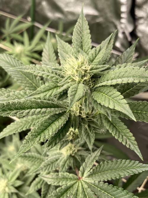 All Starz Clone (LIT Farms). Week 5