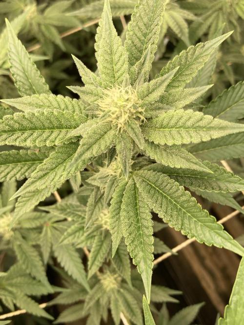 All Starz Clone (LIT Farms). Week 5